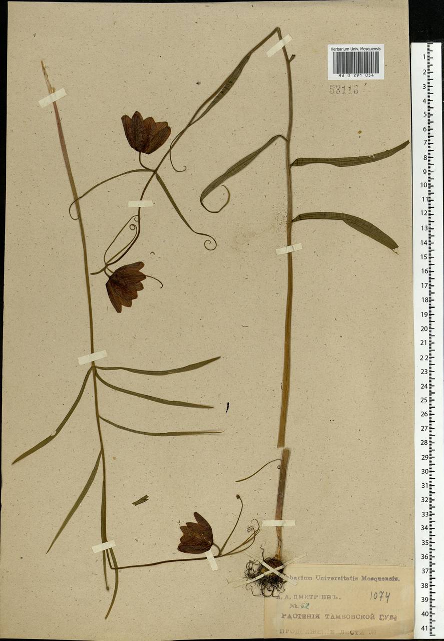 Fritillaria ruthenica Wikst., Eastern Europe, Central forest-and-steppe region (E6) (Russia)