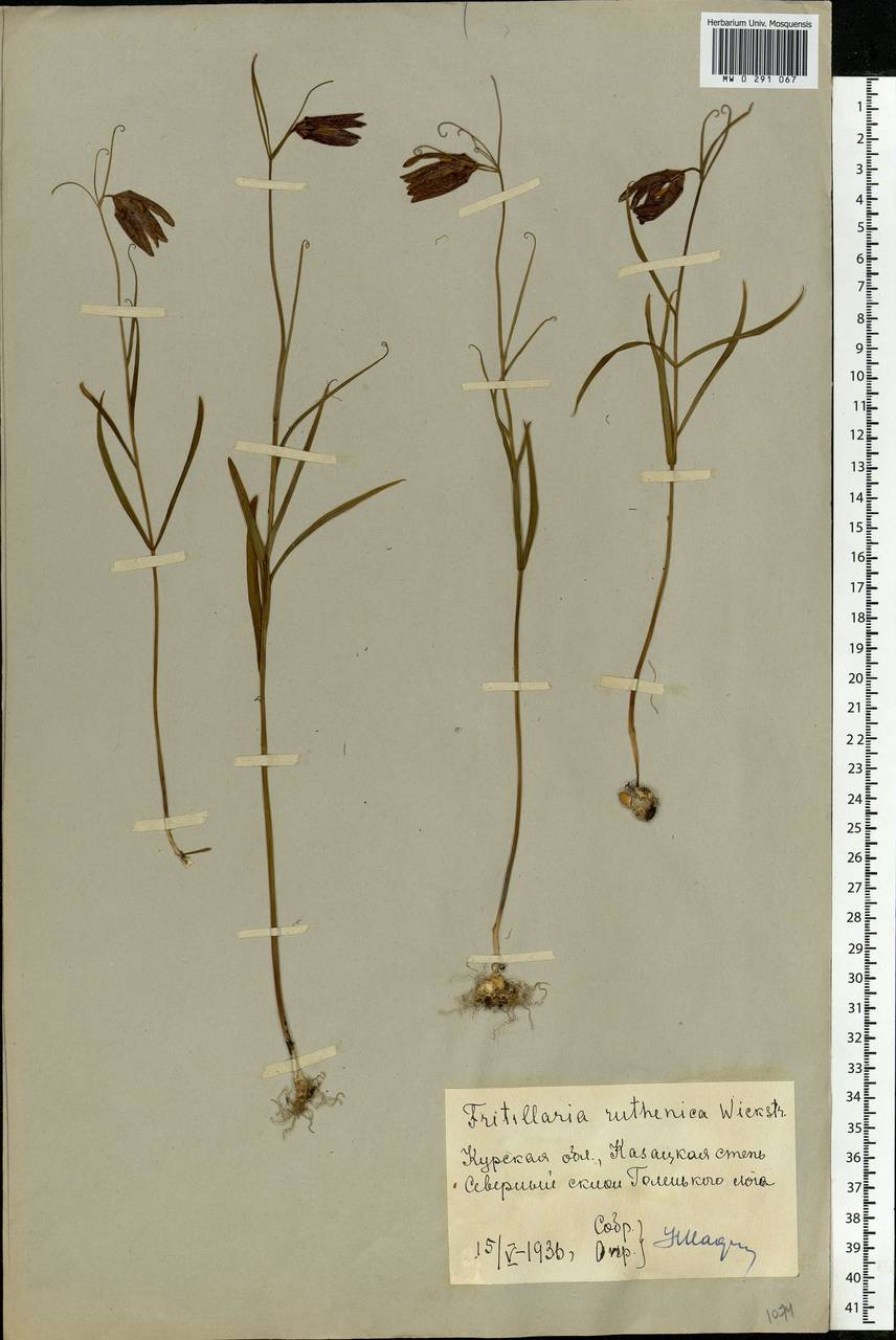 Fritillaria ruthenica Wikst., Eastern Europe, Central forest-and-steppe region (E6) (Russia)
