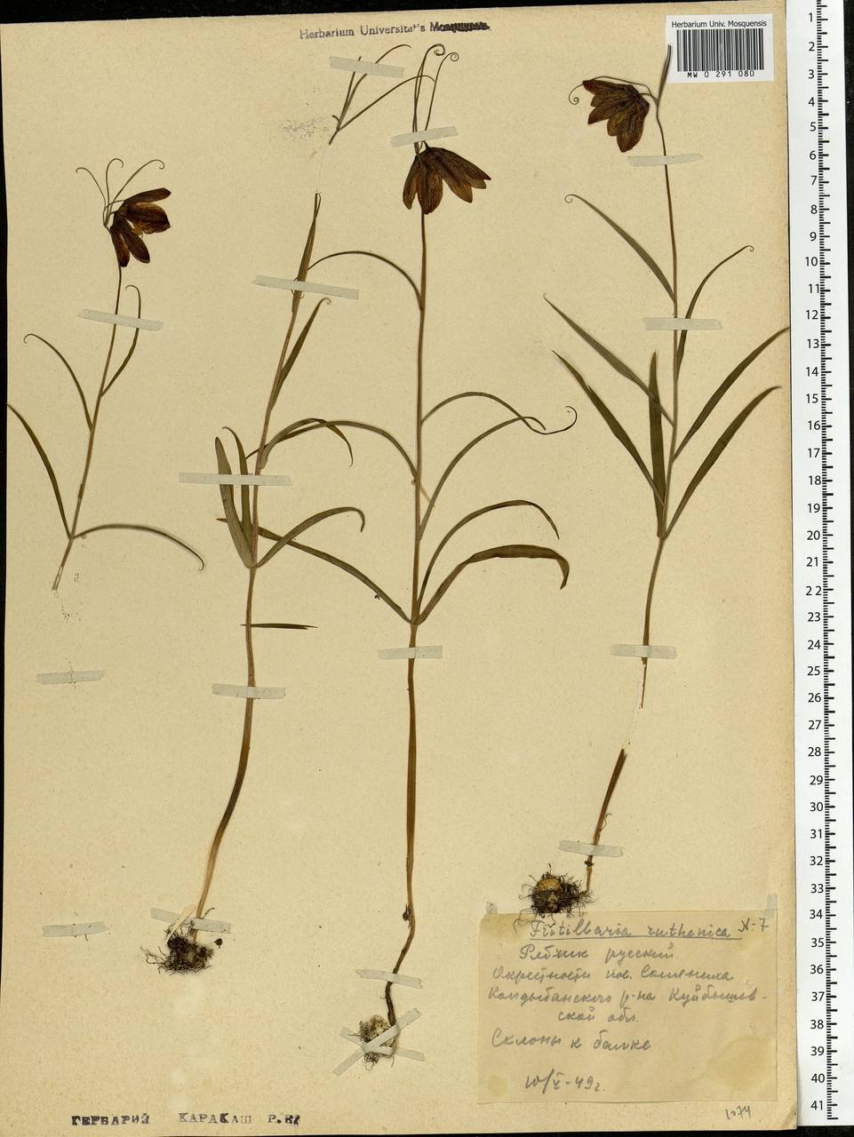 Fritillaria ruthenica Wikst., Eastern Europe, Middle Volga region (E8) (Russia)