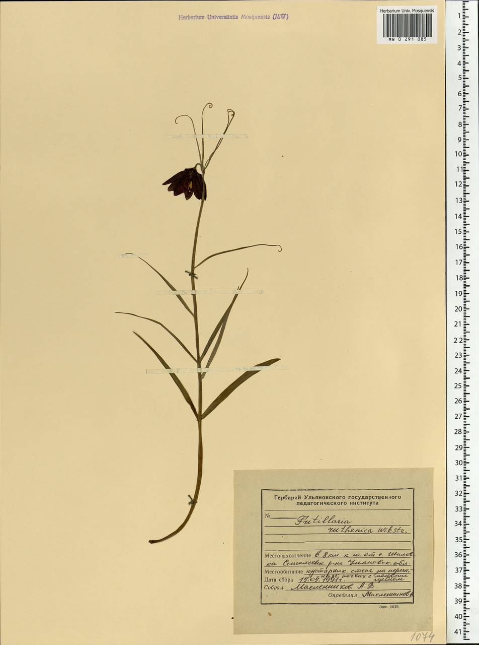 Fritillaria ruthenica Wikst., Eastern Europe, Middle Volga region (E8) (Russia)