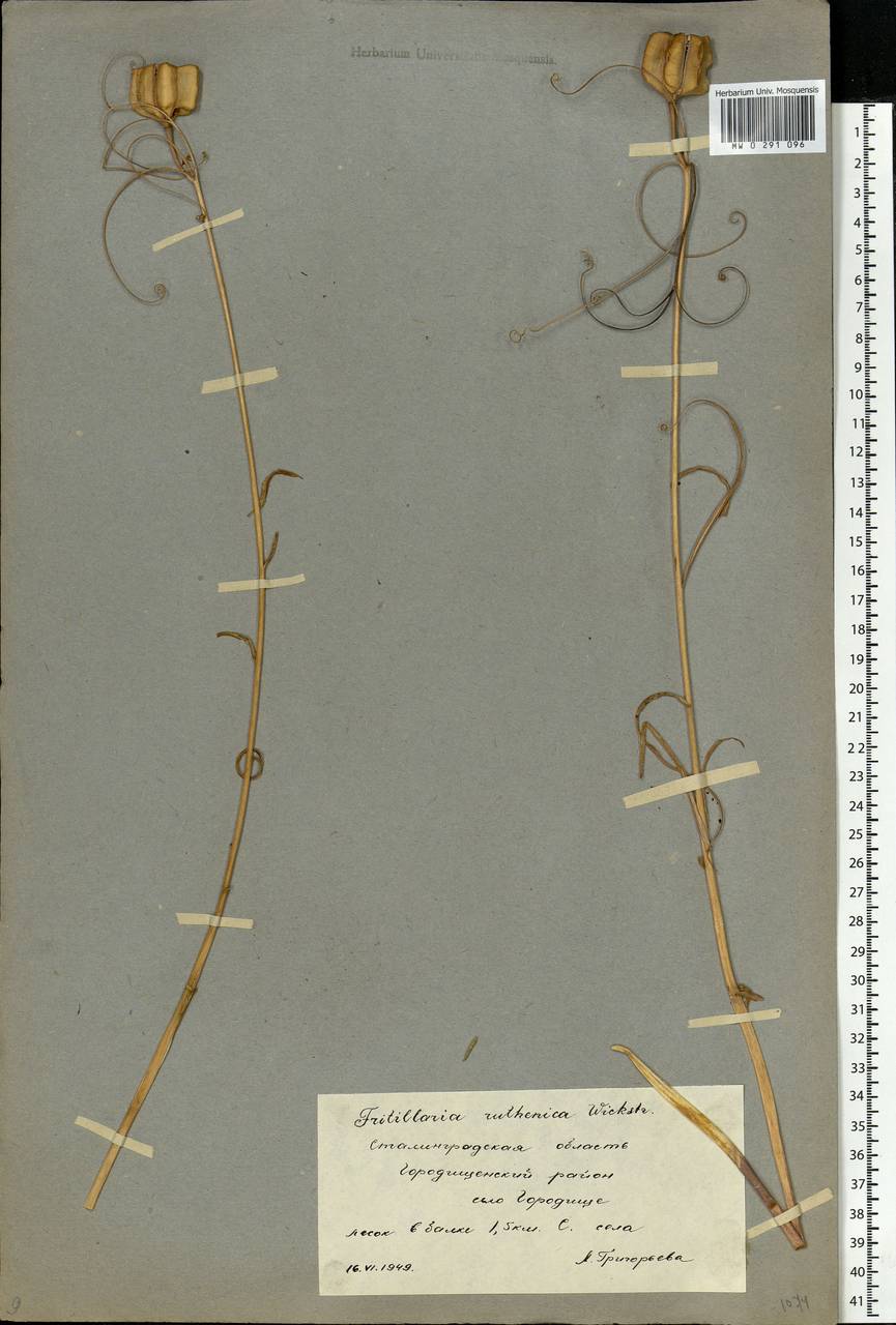 Fritillaria ruthenica Wikst., Eastern Europe, Lower Volga region (E9) (Russia)