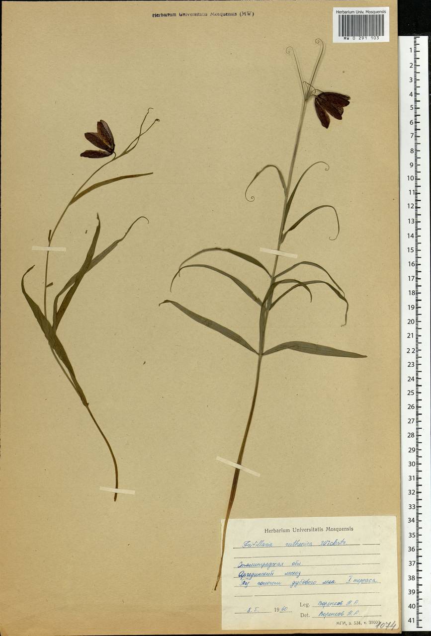 Fritillaria ruthenica Wikst., Eastern Europe, Lower Volga region (E9) (Russia)