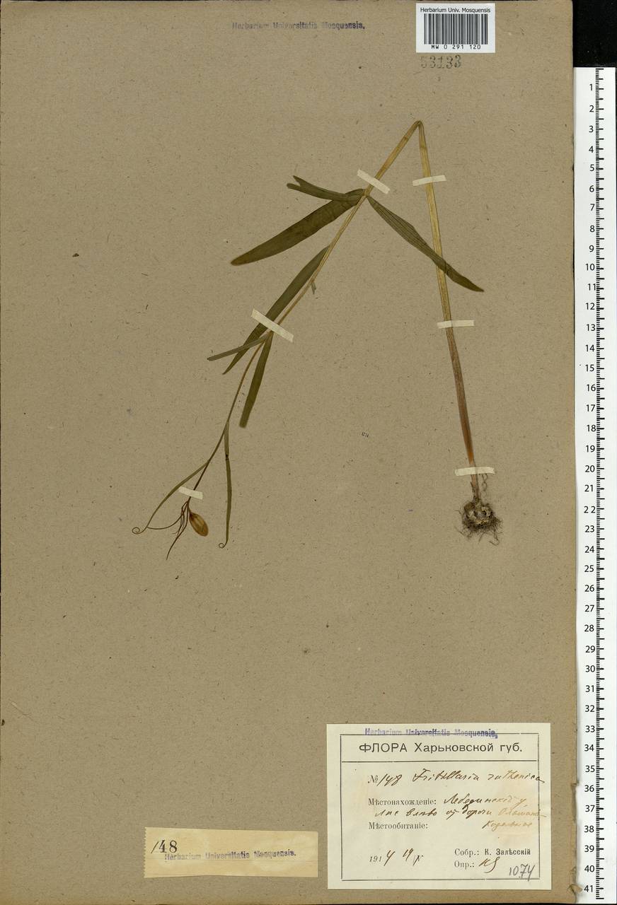 Fritillaria ruthenica Wikstr., Eastern Europe, North Ukrainian region (E11) (Ukraine)