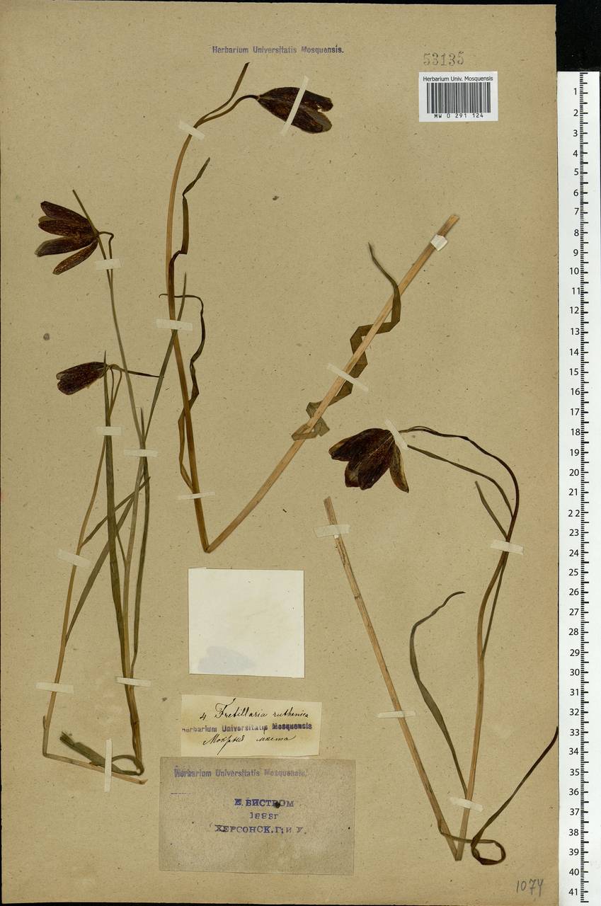 Fritillaria ruthenica Wikstr., Eastern Europe, South Ukrainian region (E12) (Ukraine)