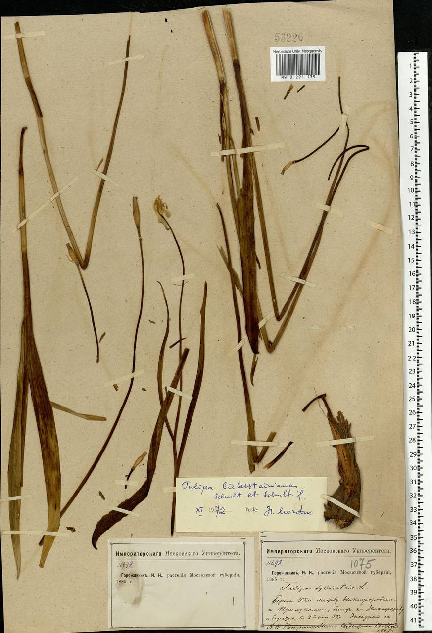 Tulipa sylvestris subsp. australis (Link) Pamp., Eastern Europe, Moscow region (E4a) (Russia)