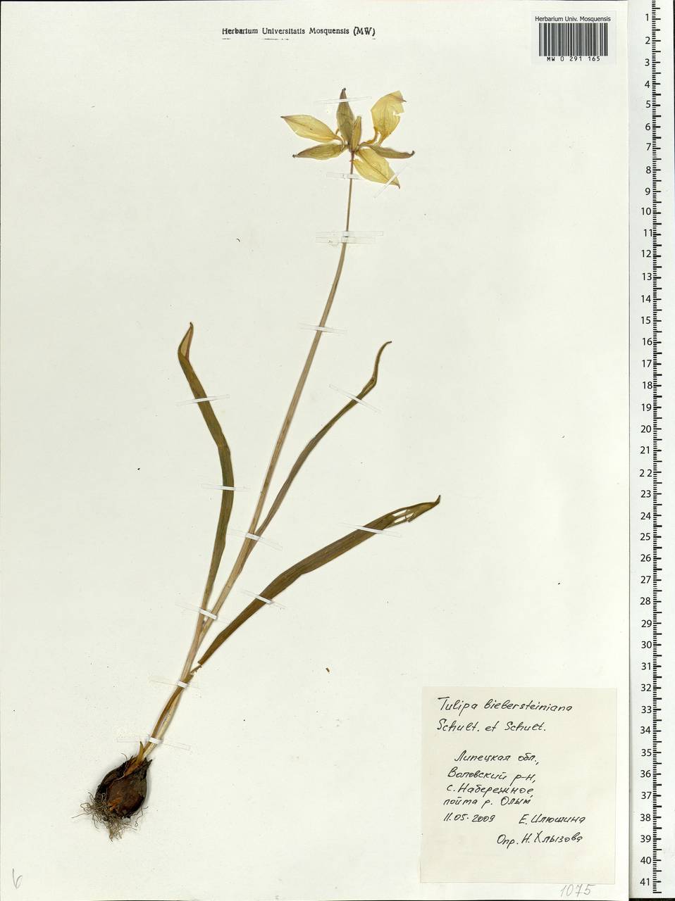 Tulipa sylvestris subsp. australis (Link) Pamp., Eastern Europe, Central forest-and-steppe region (E6) (Russia)