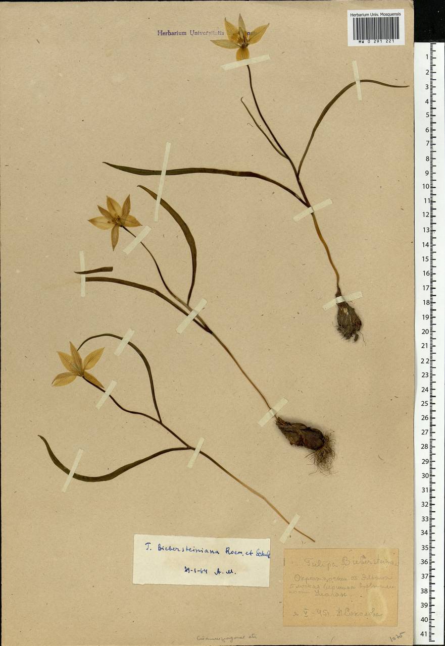 Tulipa sylvestris subsp. australis (Link) Pamp., Eastern Europe, Lower Volga region (E9) (Russia)