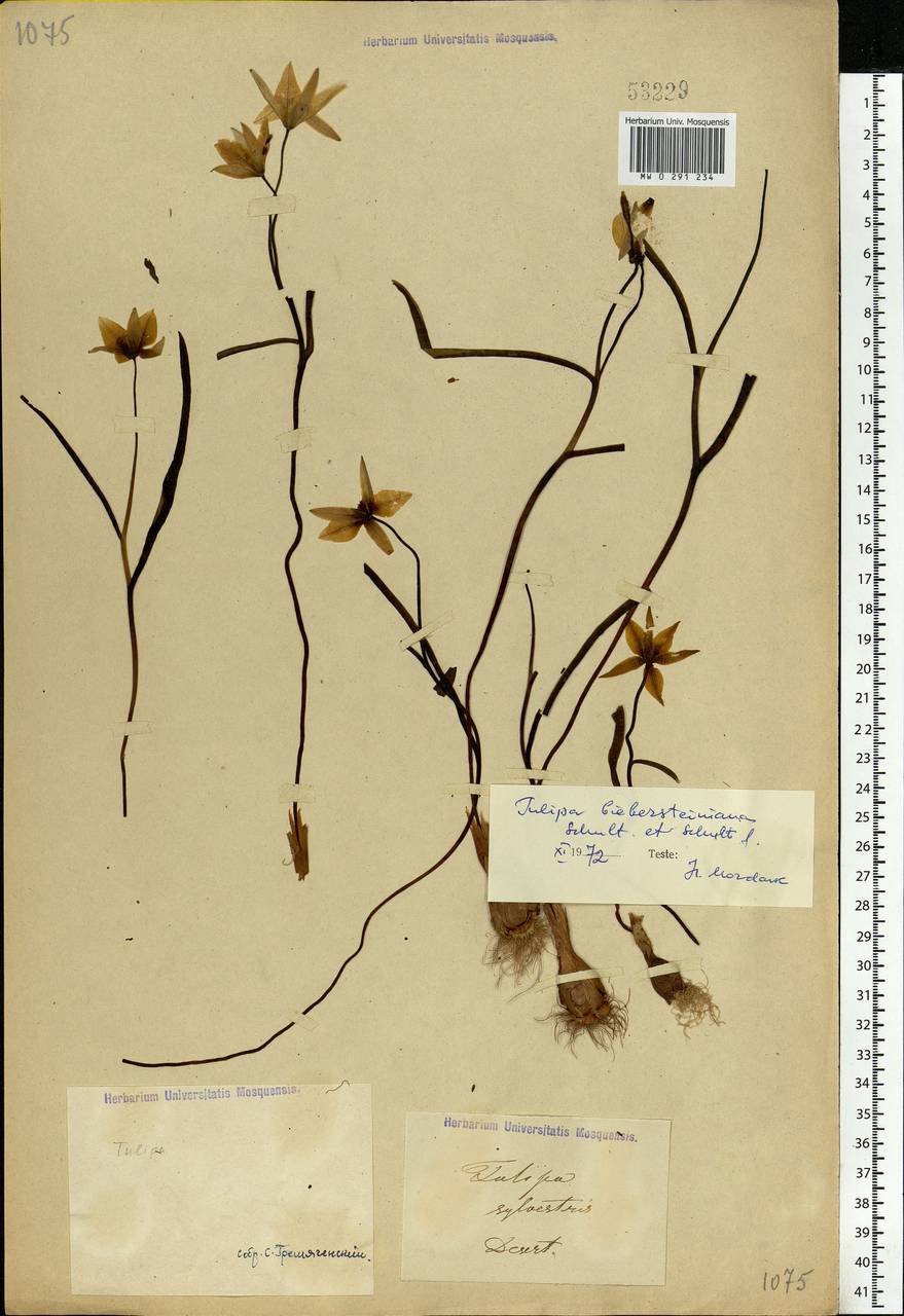 Tulipa sylvestris subsp. australis (Link) Pamp., Eastern Europe, Lower Volga region (E9) (Russia)