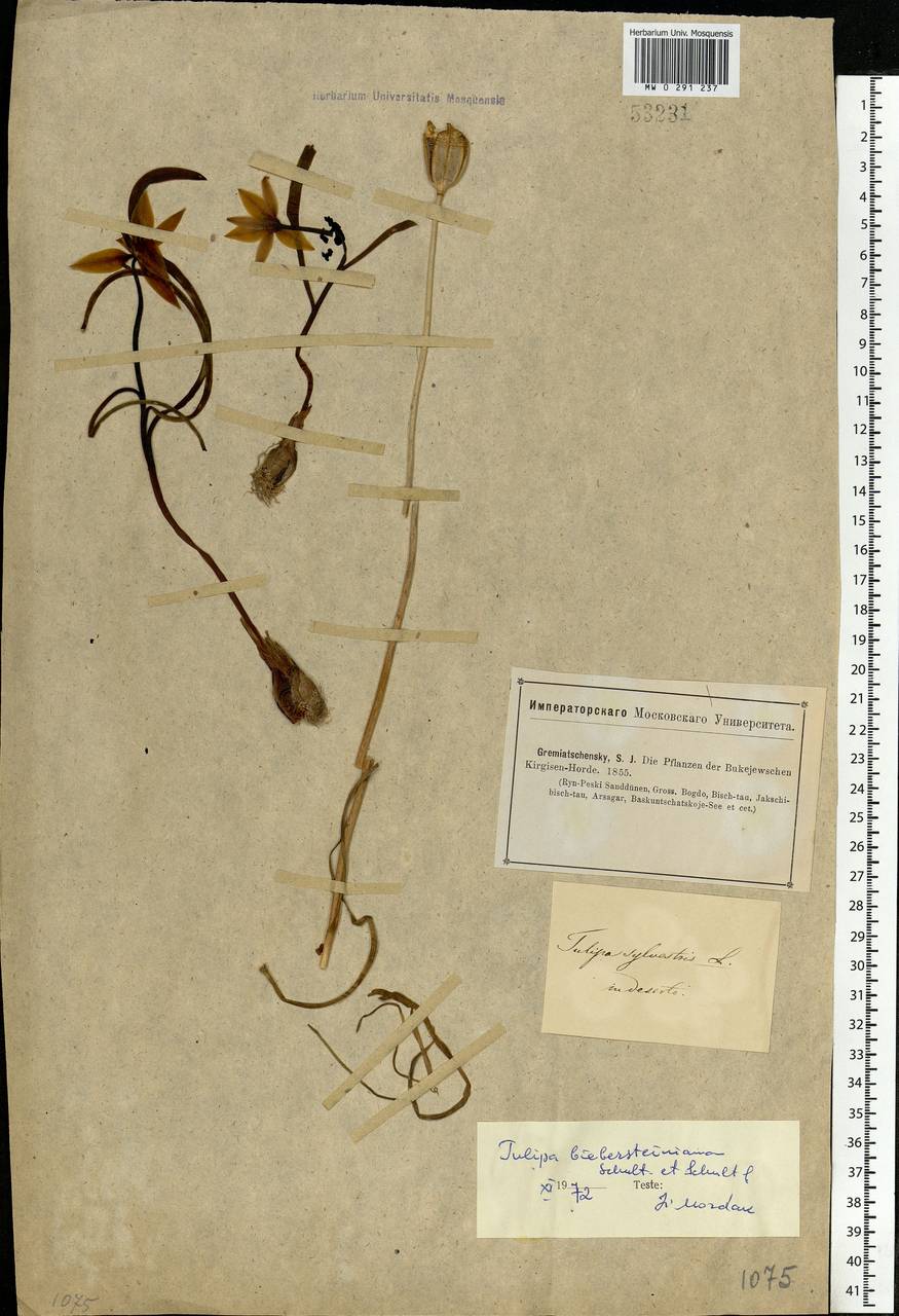 Tulipa sylvestris subsp. australis (Link) Pamp., Eastern Europe, Lower Volga region (E9) (Russia)
