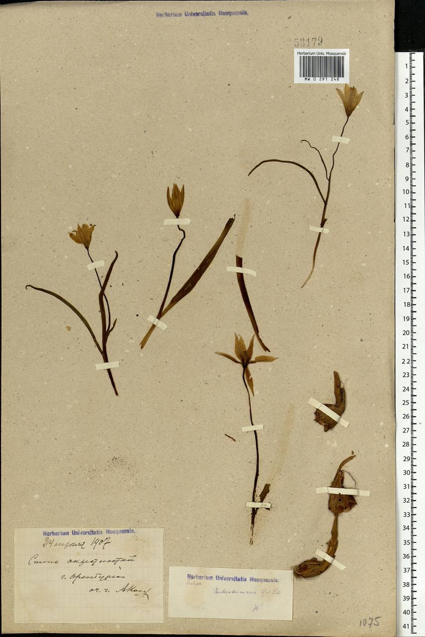 Tulipa sylvestris subsp. australis (Link) Pamp., Eastern Europe, Eastern region (E10) (Russia)