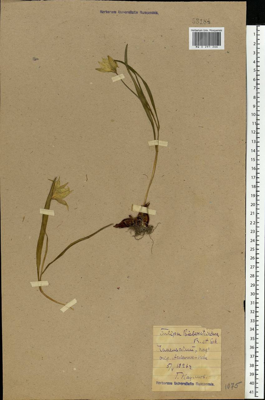 Tulipa sylvestris subsp. australis (Link) Pamp., Eastern Europe, South Ukrainian region (E12) (Ukraine)