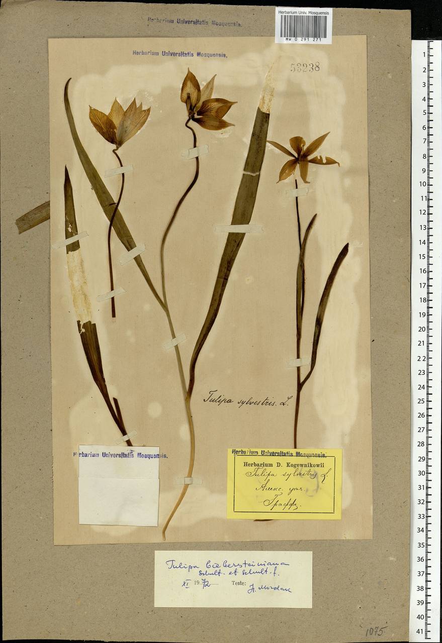 Tulipa sylvestris subsp. australis (Link) Pamp., Eastern Europe, South Ukrainian region (E12) (Ukraine)