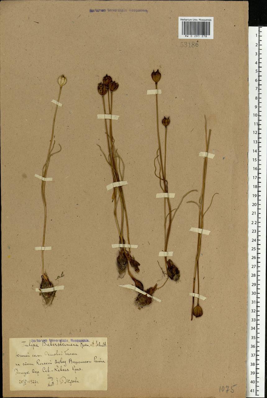Tulipa sylvestris subsp. australis (Link) Pamp., Eastern Europe, Rostov Oblast (E12a) (Russia)