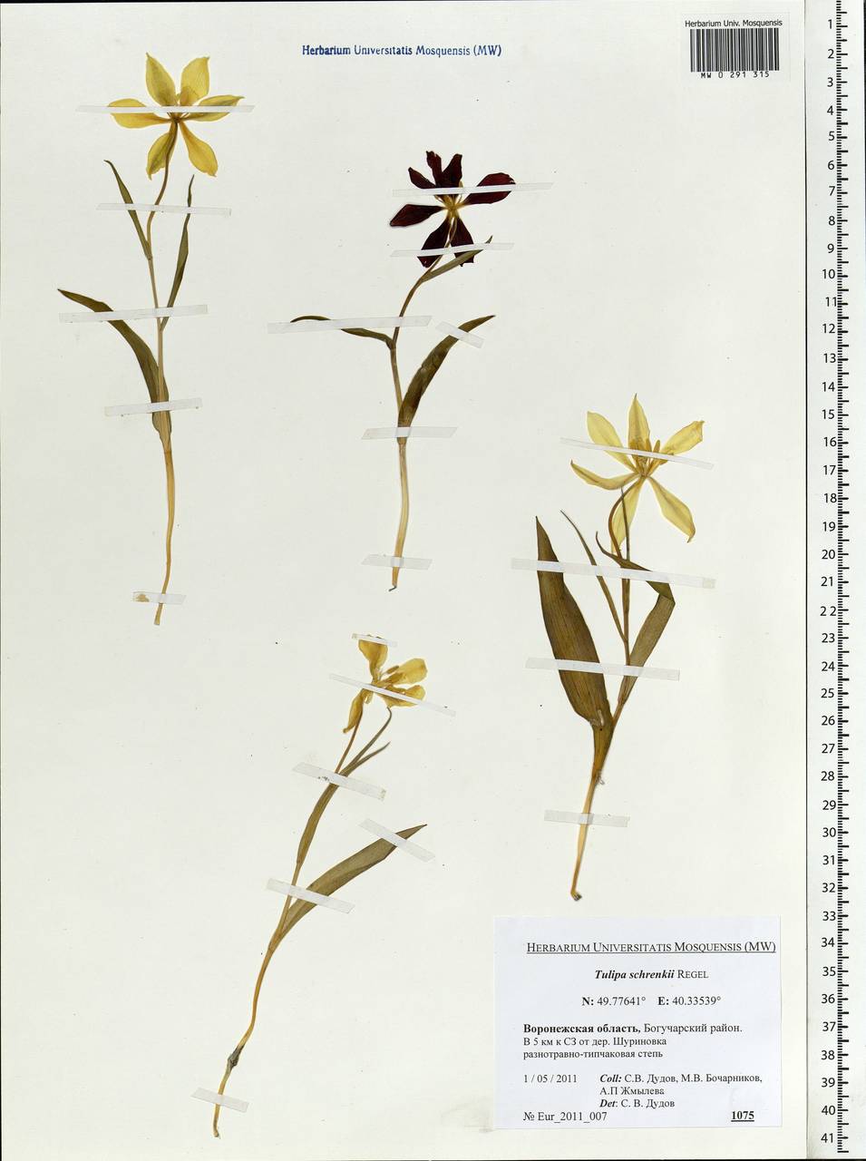 Tulipa suaveolens Roth, Eastern Europe, Central forest-and-steppe region (E6) (Russia)