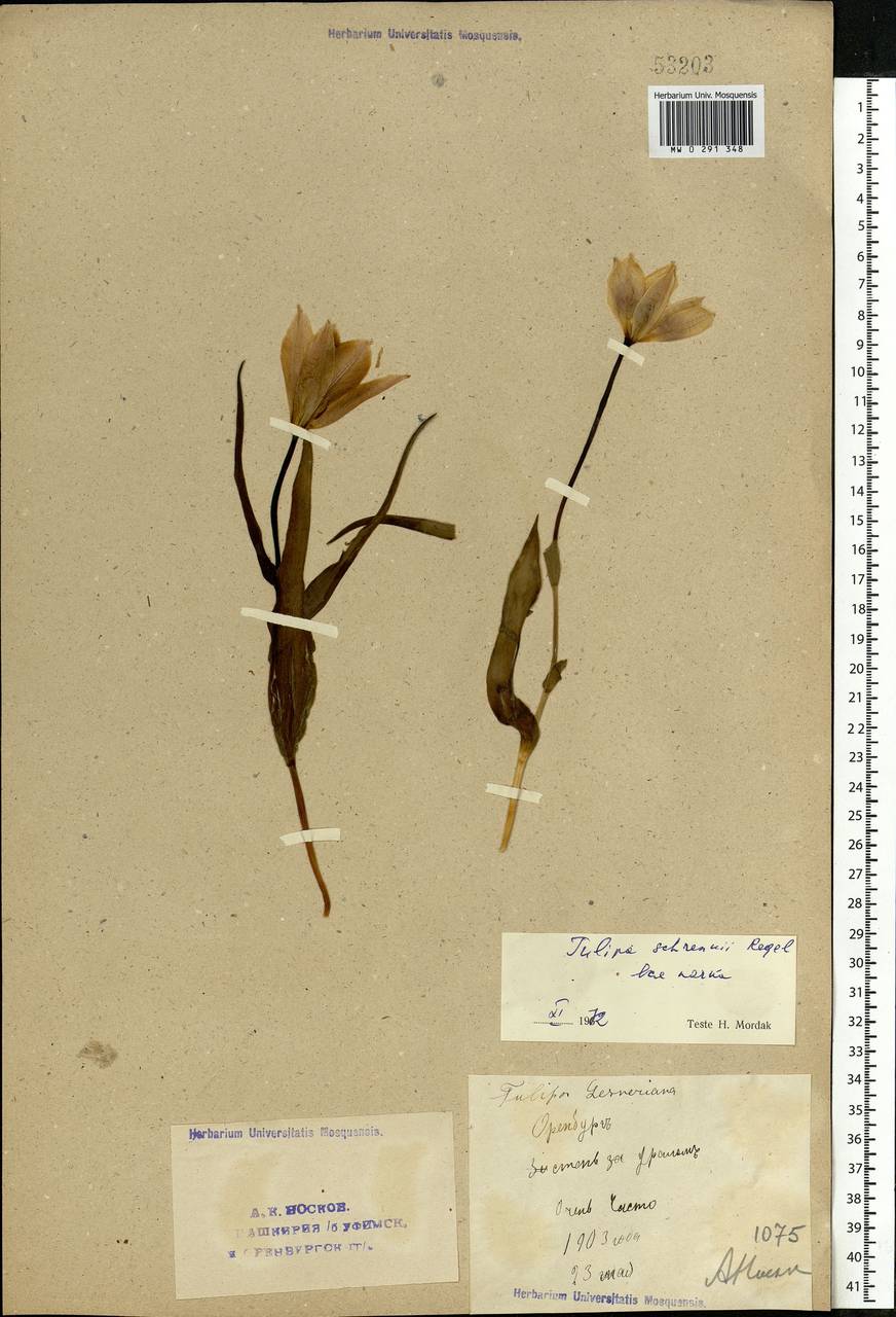 Tulipa suaveolens Roth, Eastern Europe, Eastern region (E10) (Russia)
