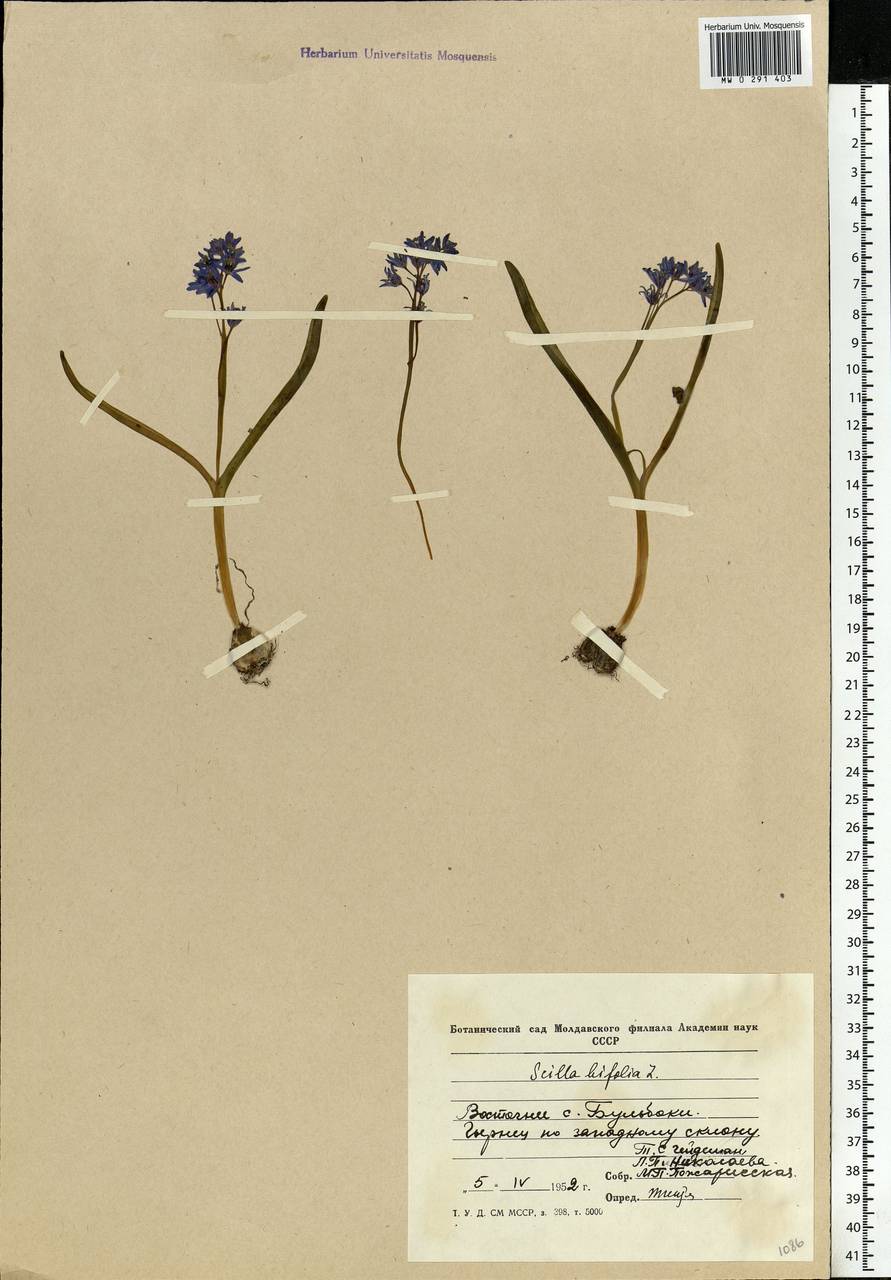 Scilla bifolia L., Eastern Europe, Moldova (E13a) (Moldova)