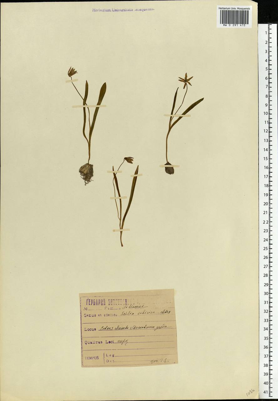 Scilla siberica Andrews, Eastern Europe, Moscow region (E4a) (Russia)