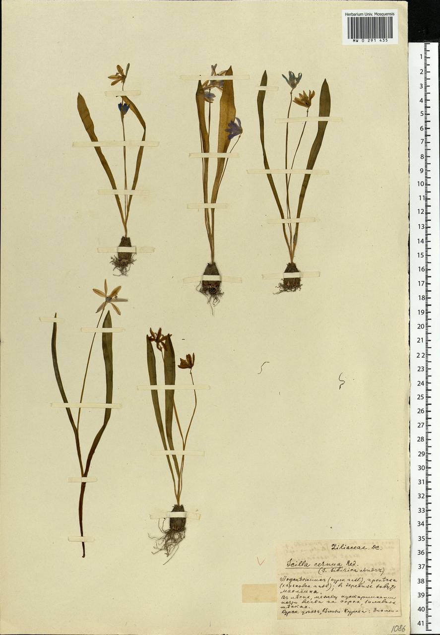 Scilla siberica Haw., Eastern Europe, Central forest-and-steppe region (E6) (Russia)