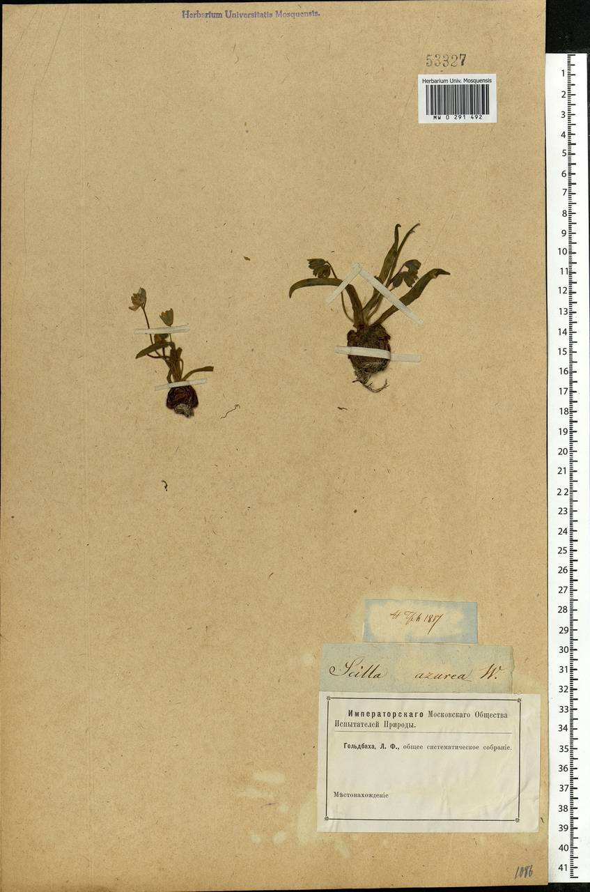 Scilla siberica Haw., Eastern Europe, Rostov Oblast (E12a) (Russia)