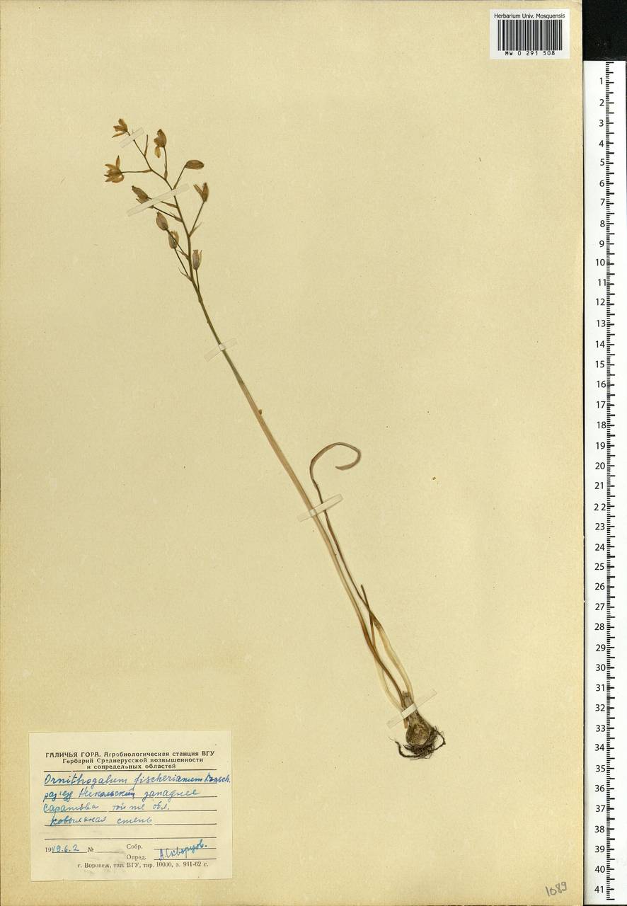 Ornithogalum fischerianum Krasch., Eastern Europe, Lower Volga region (E9) (Russia)