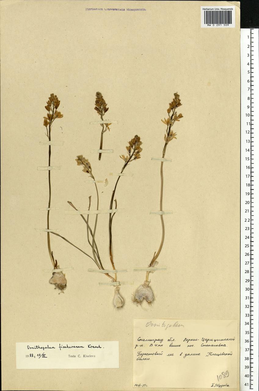 Ornithogalum fischerianum Krasch., Eastern Europe, Lower Volga region (E9) (Russia)