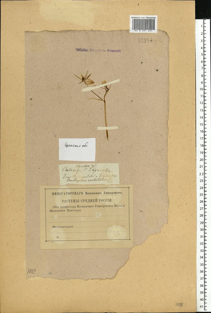 Ornithogalum orthophyllum subsp. kochii (Parl.) Zahar., Eastern Europe, Western region (E3) (Russia)