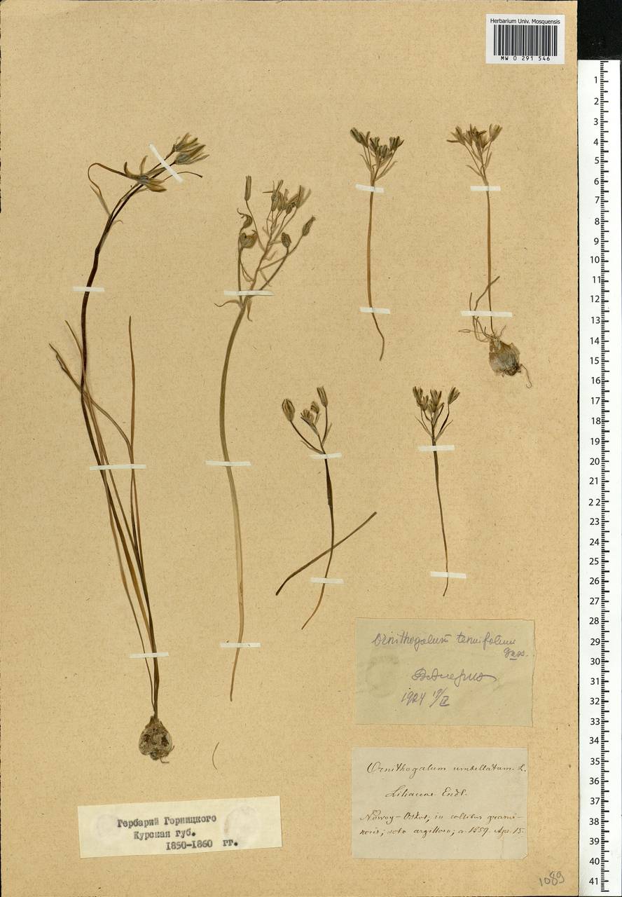 Ornithogalum orthophyllum subsp. kochii (Parl.) Zahar., Eastern Europe, Central forest-and-steppe region (E6) (Russia)