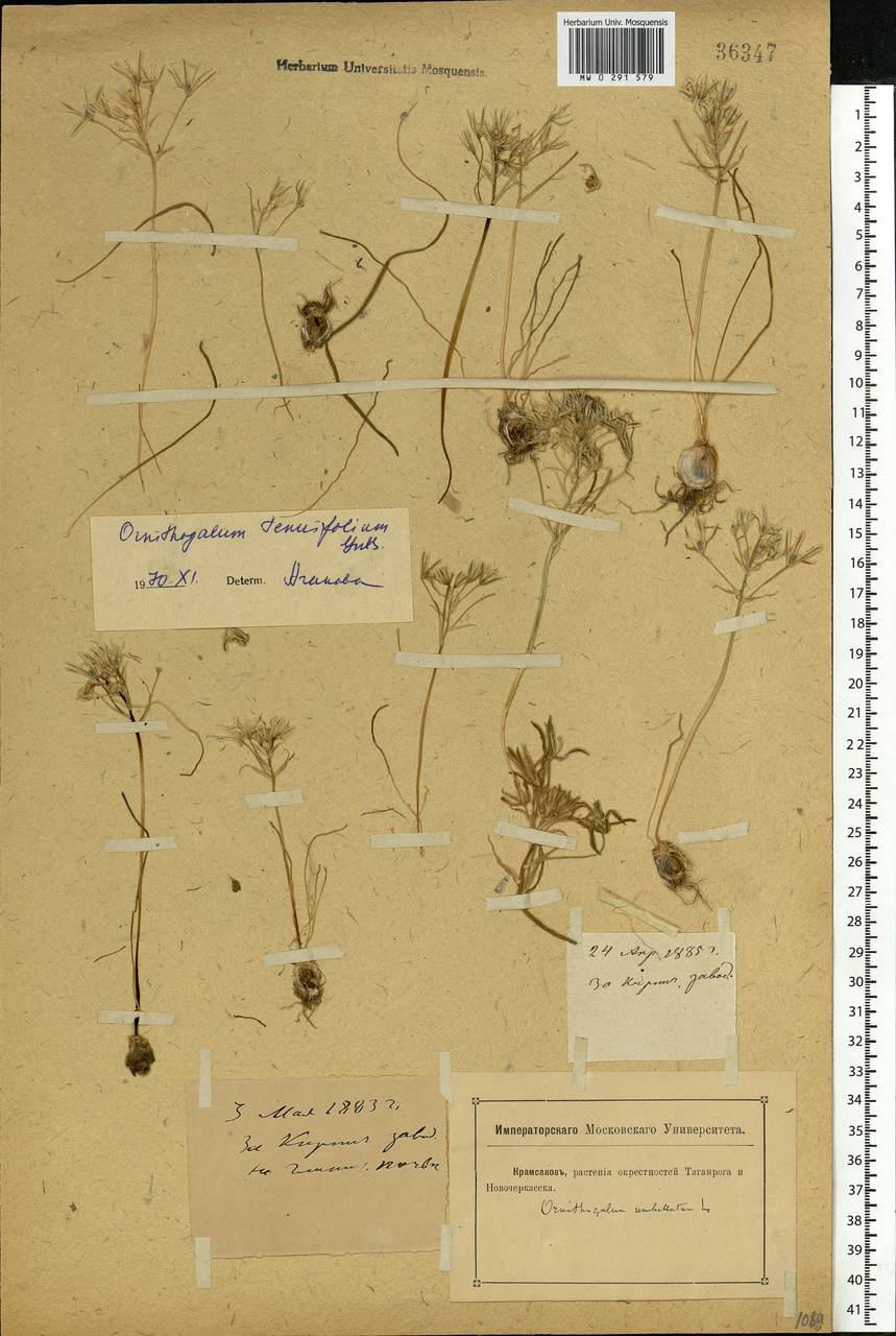 Ornithogalum orthophyllum subsp. kochii (Parl.) Zahar., Eastern Europe, Rostov Oblast (E12a) (Russia)