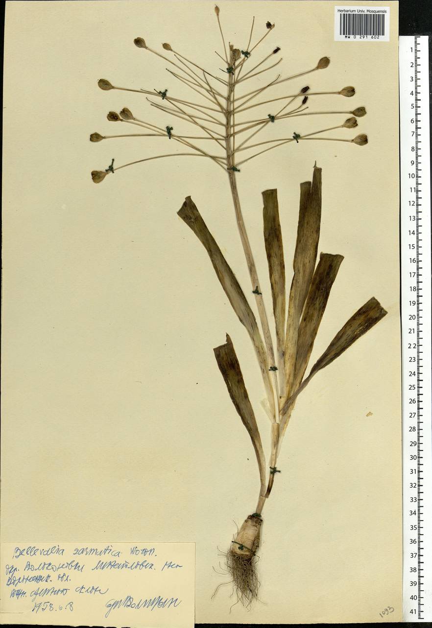 Bellevalia speciosa Woronow ex Grossh., Eastern Europe, Central forest-and-steppe region (E6) (Russia)