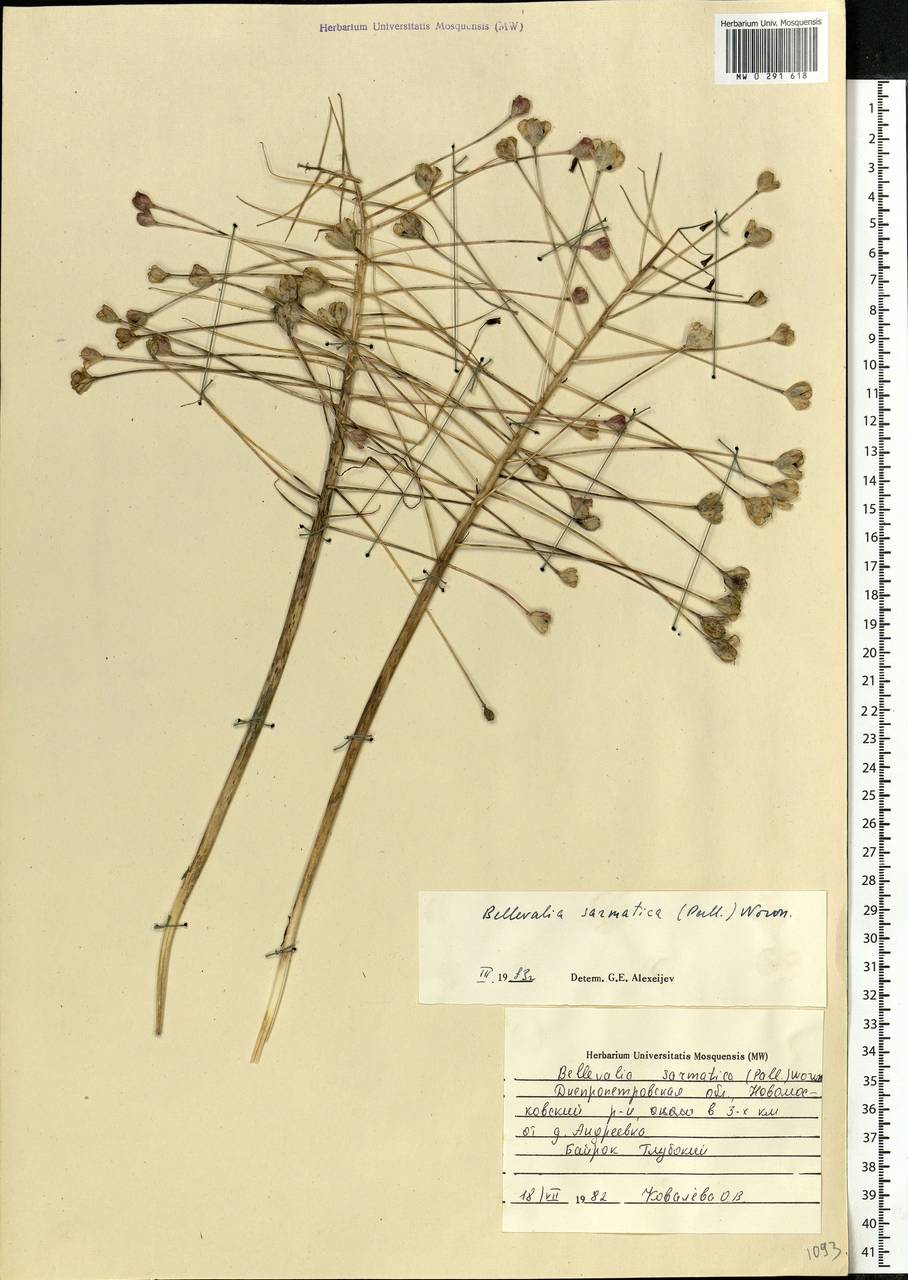 Bellevalia speciosa Woronow ex Grossh., Eastern Europe, South Ukrainian region (E12) (Ukraine)