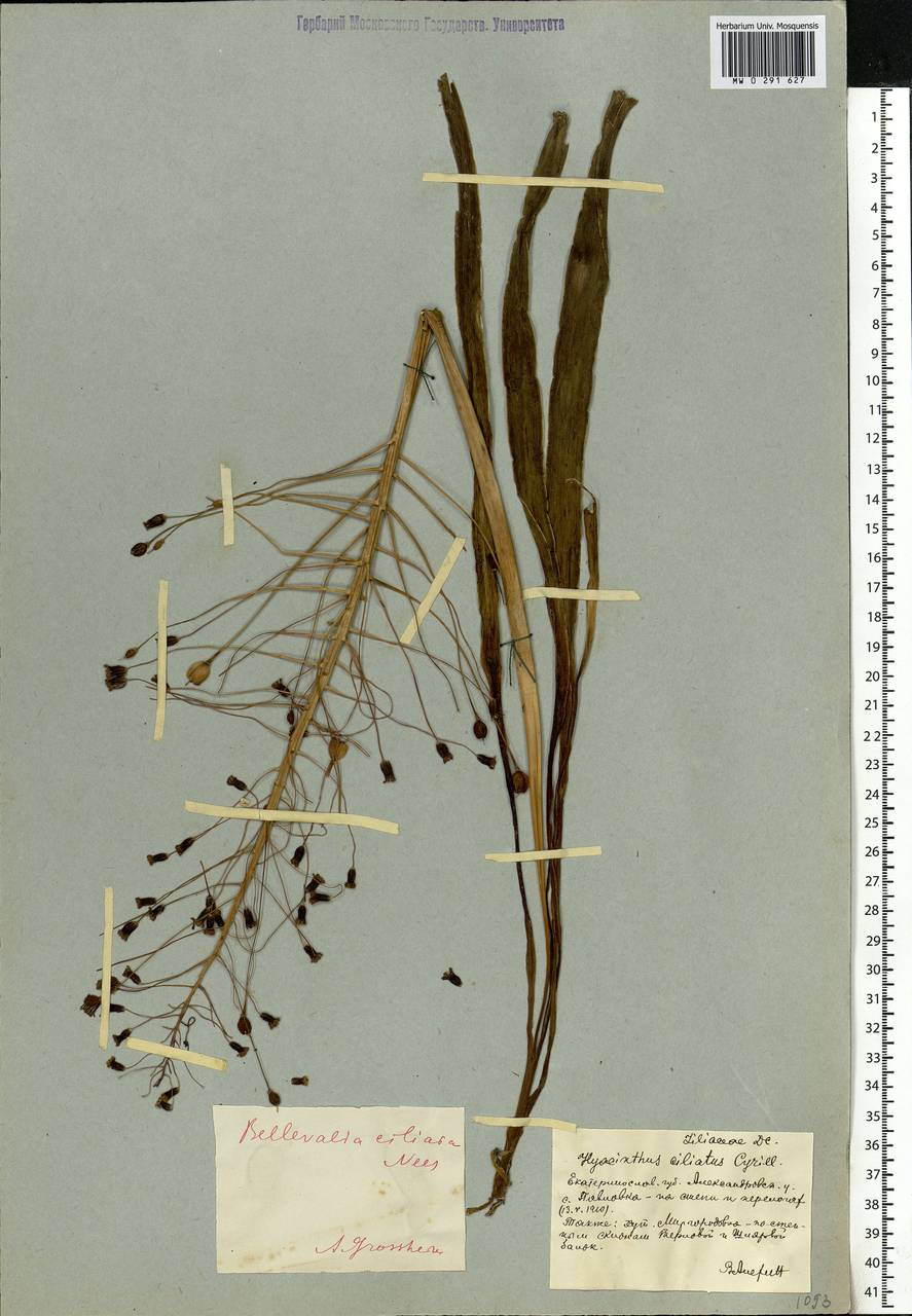 Bellevalia speciosa Woronow ex Grossh., Eastern Europe, South Ukrainian region (E12) (Ukraine)
