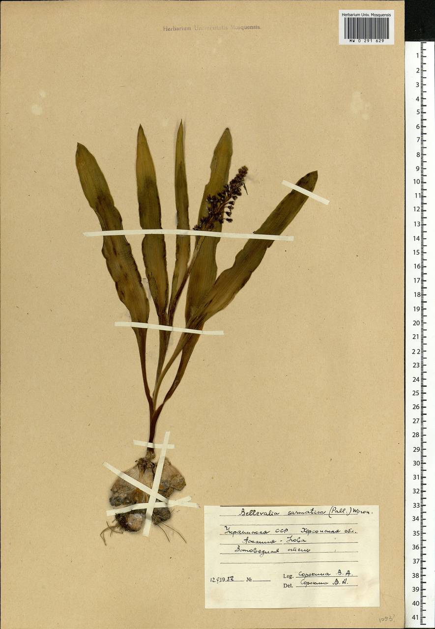 Bellevalia speciosa Woronow ex Grossh., Eastern Europe, South Ukrainian region (E12) (Ukraine)