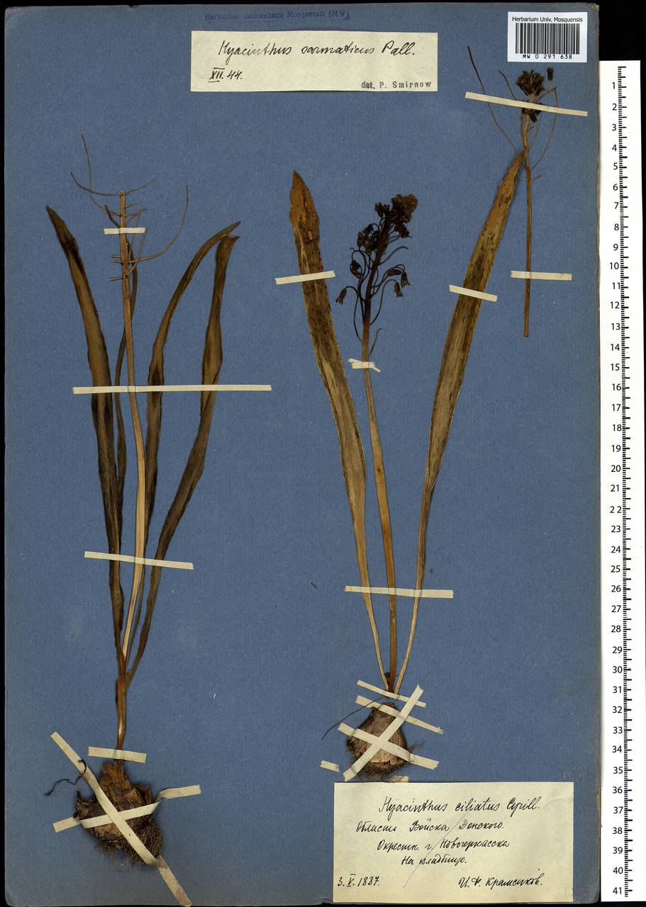 Bellevalia speciosa Woronow ex Grossh., Eastern Europe, Rostov Oblast (E12a) (Russia)