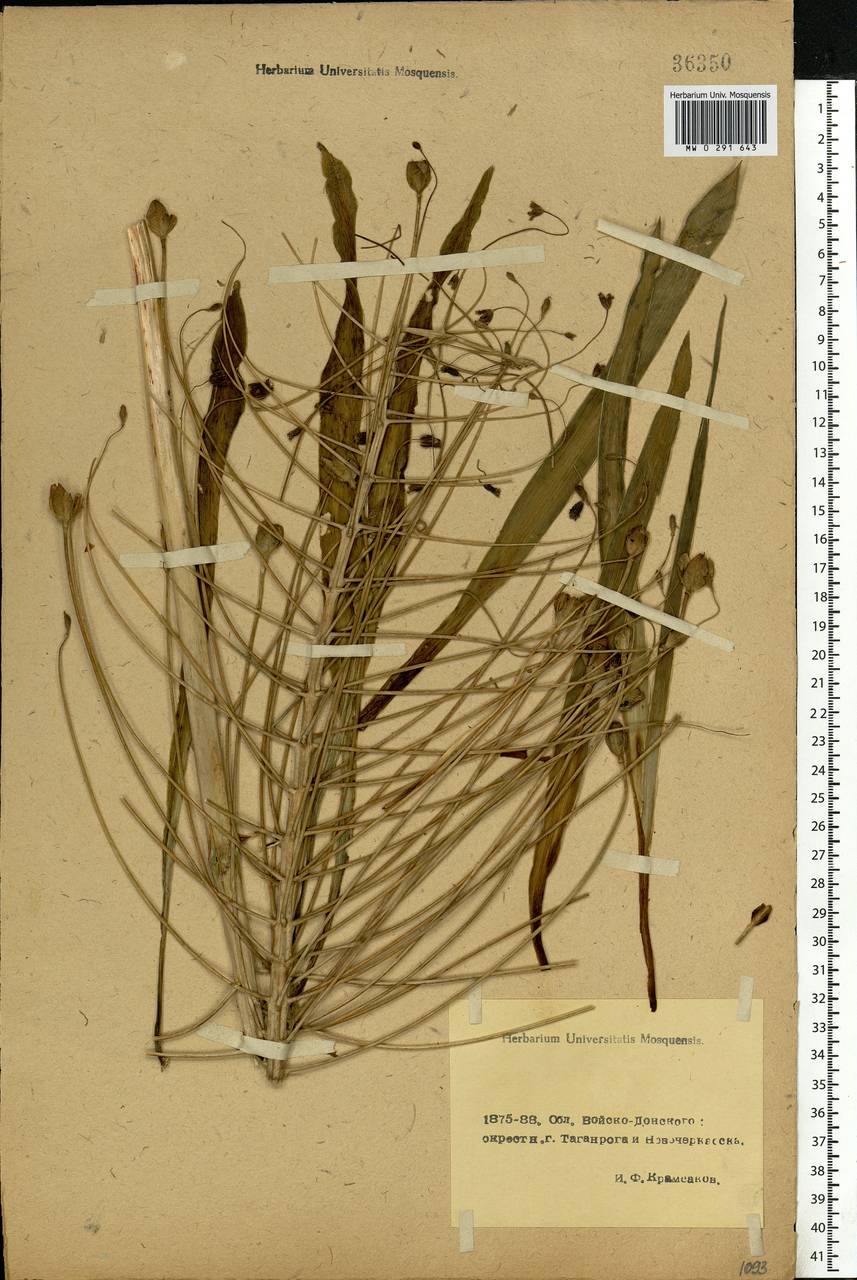 Bellevalia speciosa Woronow ex Grossh., Eastern Europe, Rostov Oblast (E12a) (Russia)