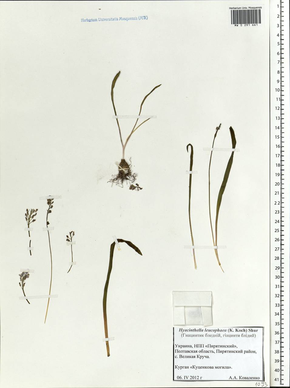 Hyacinthella leucophaea (K.Koch) Schur, Eastern Europe, North Ukrainian region (E11) (Ukraine)