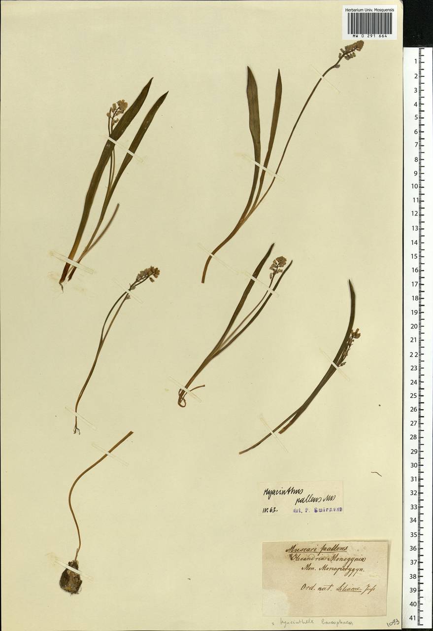 Hyacinthella leucophaea (K.Koch) Schur, Eastern Europe, North Ukrainian region (E11) (Ukraine)