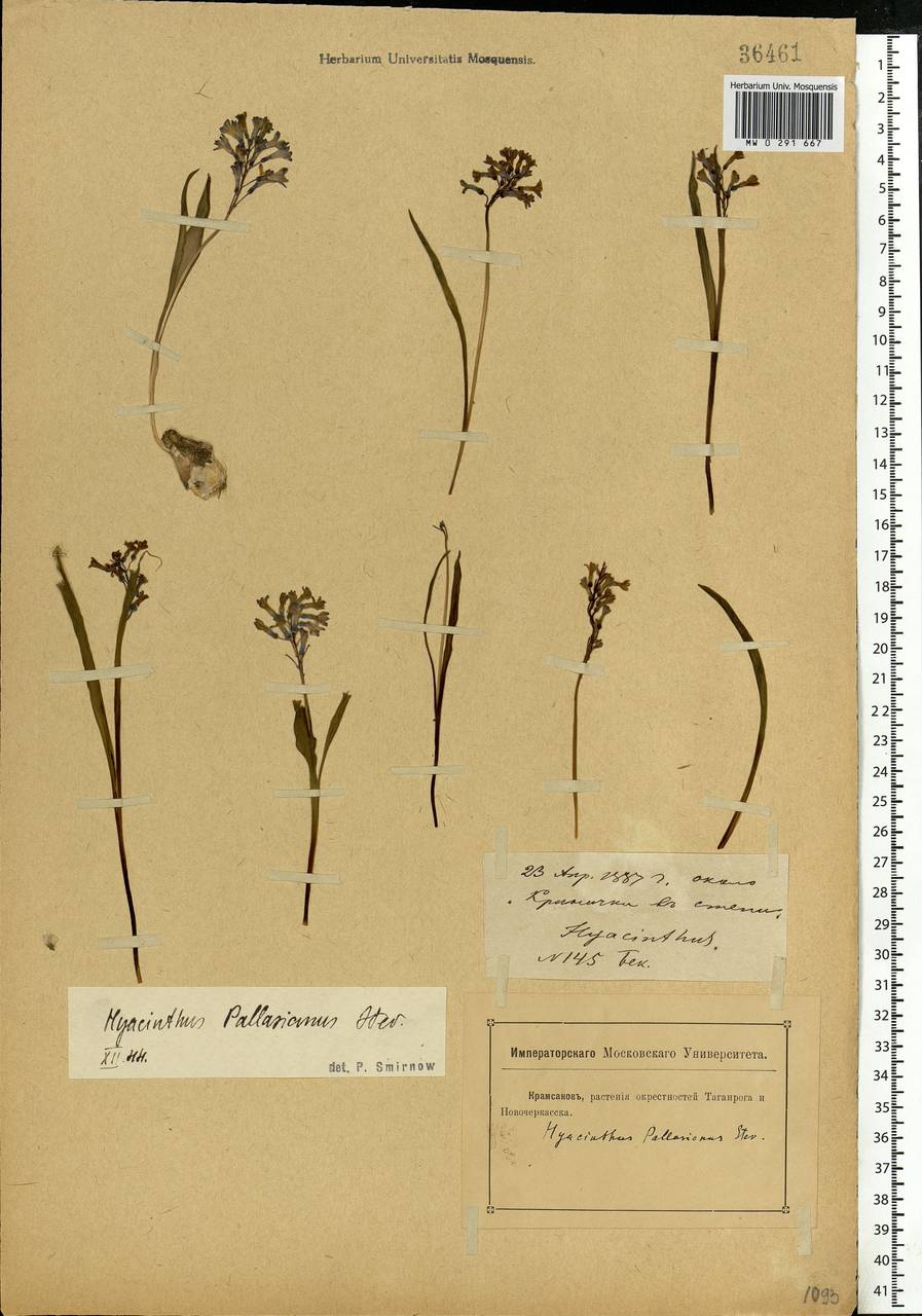 Hyacinthella leucophaea (K.Koch) Schur, Eastern Europe, Rostov Oblast (E12a) (Russia)