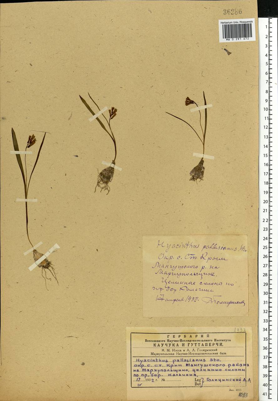 Hyacinthella pallasiana (Steven) Losinsk., Eastern Europe, South Ukrainian region (E12) (Ukraine)