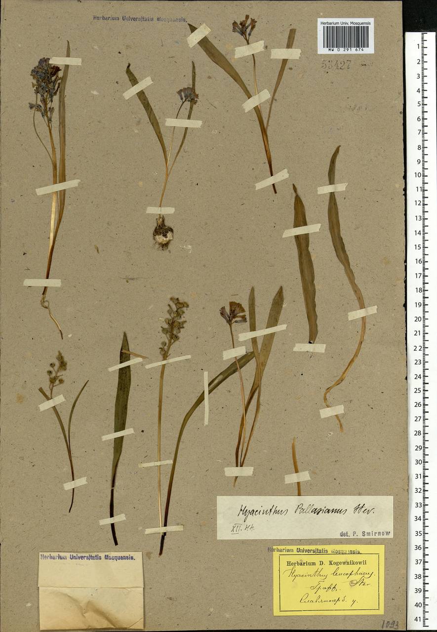 Hyacinthella pallasiana (Steven) Losinsk., Eastern Europe, North Ukrainian region (E11) (Ukraine)