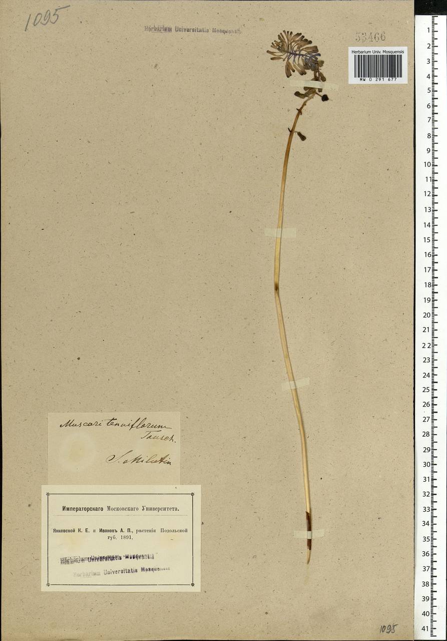 Muscari tenuiflorum Tausch, Eastern Europe, South Ukrainian region (E12) (Ukraine)