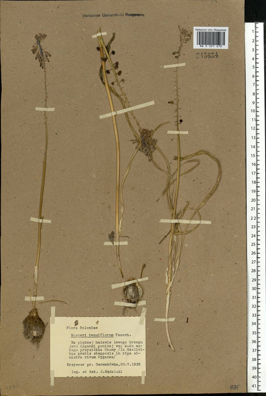 Muscari tenuiflorum Tausch, Eastern Europe, South Ukrainian region (E12) (Ukraine)