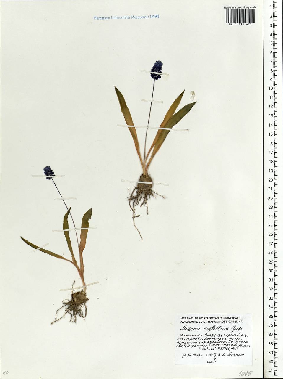 Muscari neglectum Guss. ex Ten., Eastern Europe, Moscow region (E4a) (Russia)