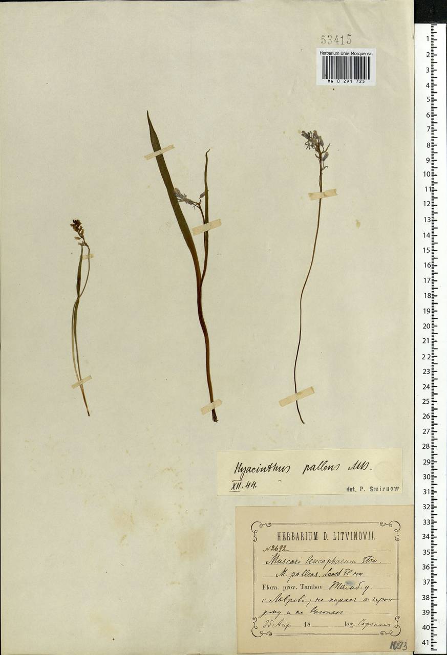 Muscari pallens (M.Bieb.) Fisch., Eastern Europe, Central forest-and-steppe region (E6) (Russia)