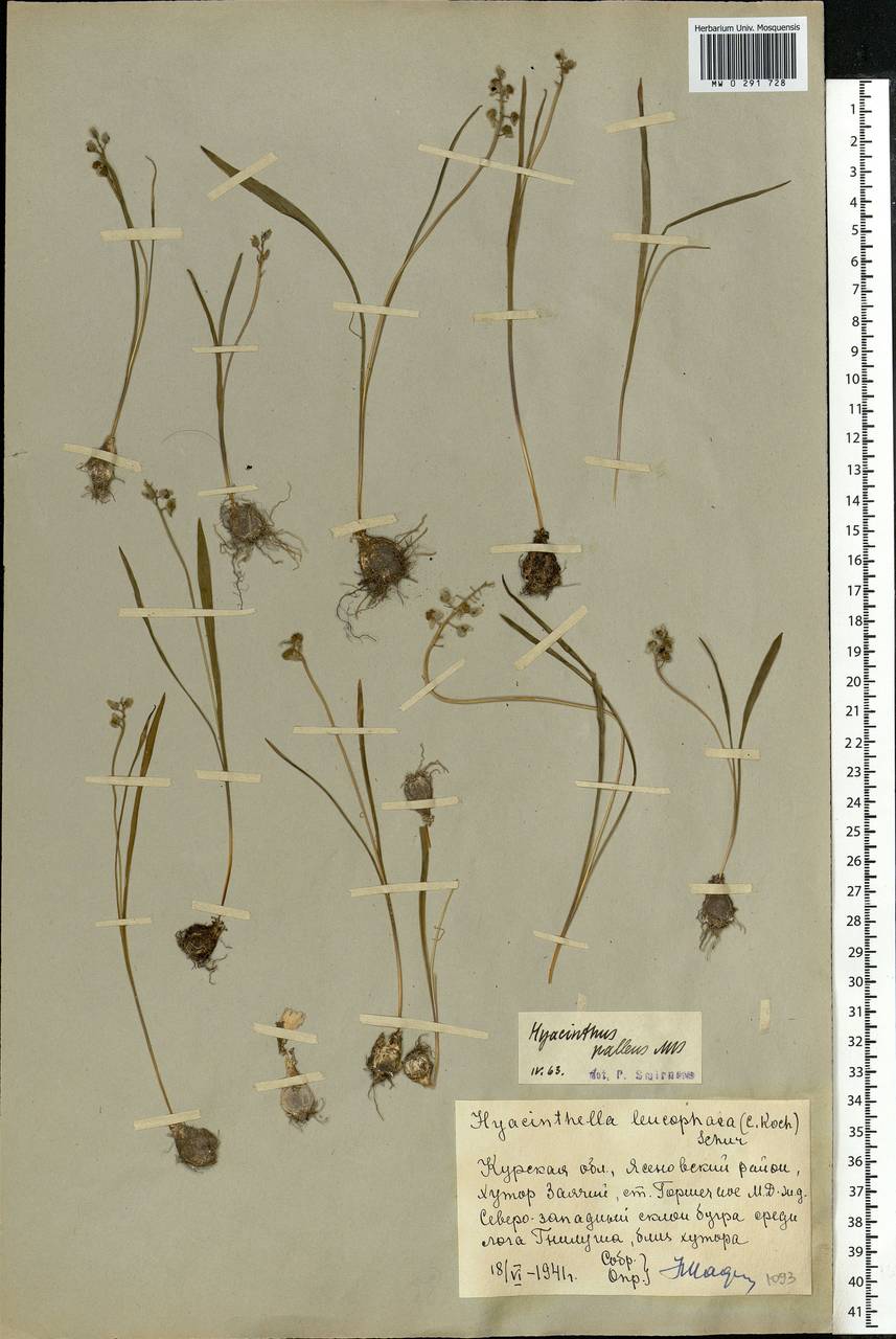 Muscari pallens (M.Bieb.) Fisch., Eastern Europe, Central forest-and-steppe region (E6) (Russia)