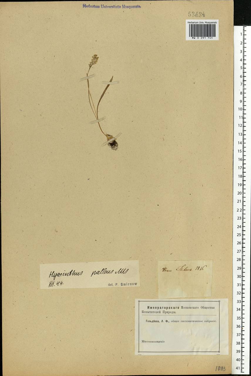 Muscari pallens (M.Bieb.) Fisch., Eastern Europe, Rostov Oblast (E12a) (Russia)