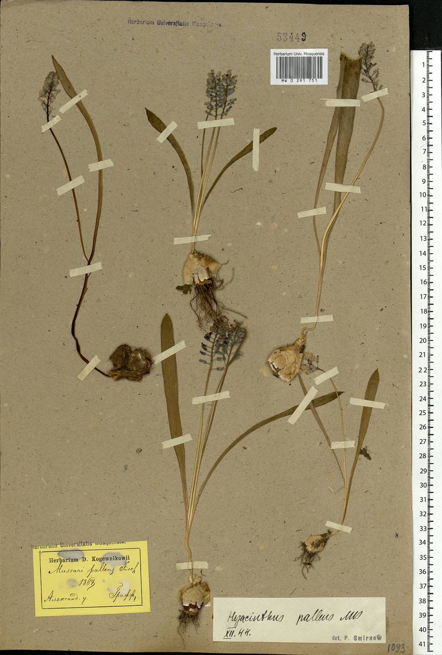 Muscari pallens (M.Bieb.) Fisch., Eastern Europe, South Ukrainian region (E12) (Ukraine)