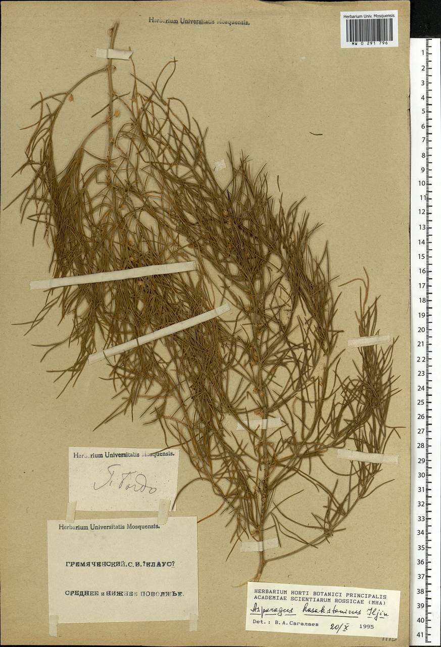 Asparagus maritimus (L.) Mill., Eastern Europe, Lower Volga region (E9) (Russia)