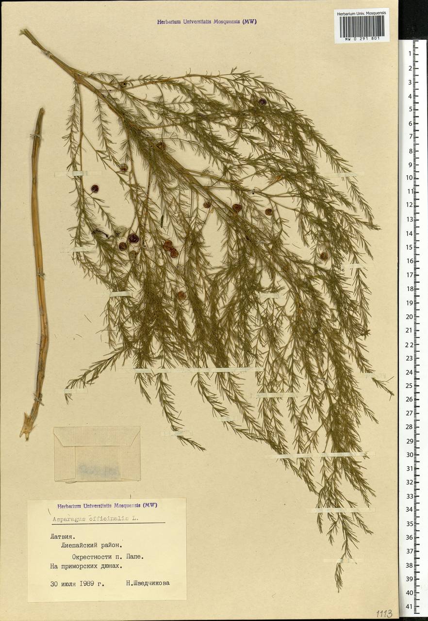 Asparagus officinalis L., Eastern Europe, Latvia (E2b) (Latvia)
