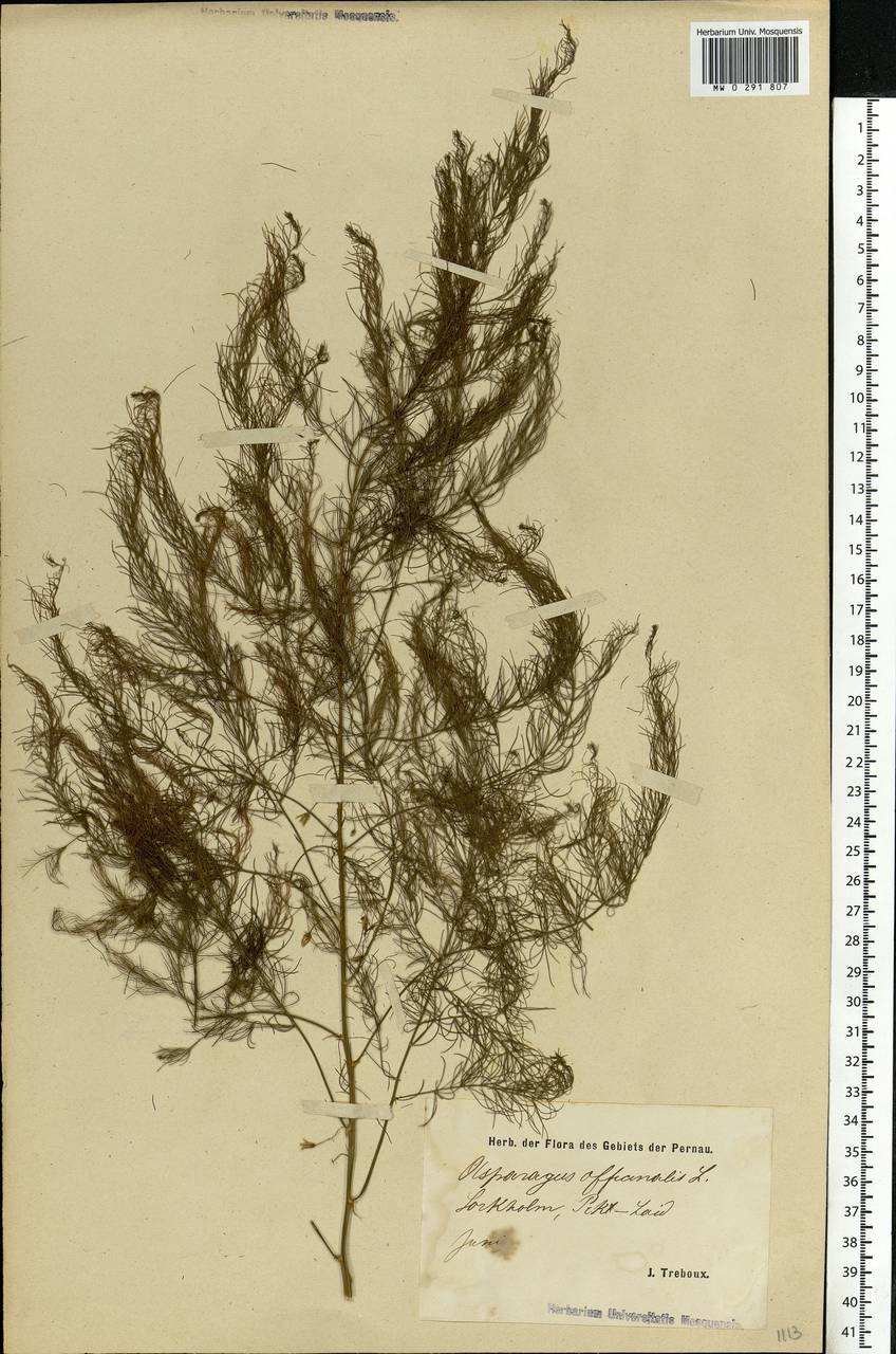 Asparagus officinalis L., Eastern Europe, Estonia (E2c) (Estonia)