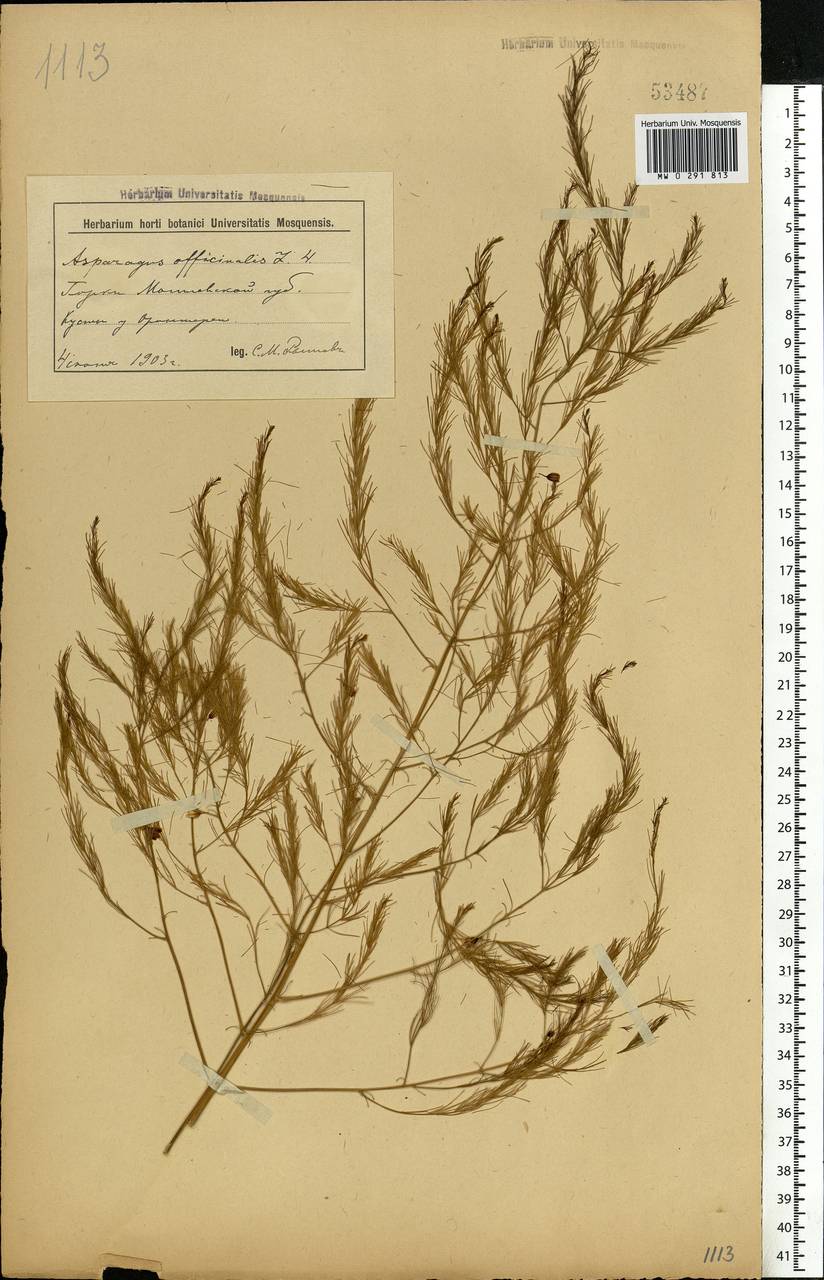 Asparagus officinalis L., Eastern Europe, Belarus (E3a) (Belarus)